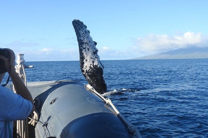 Eye-Level Whale Watching Eco-Raft Tour From Lahaina, Maui - Customer Feedback and Ratings