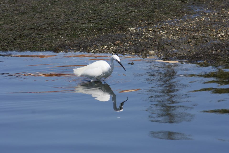 Faro: Eco-Friendly Ria Formosa Bird Watching in Solar Boat - Observing Predatory Birds and Interactions