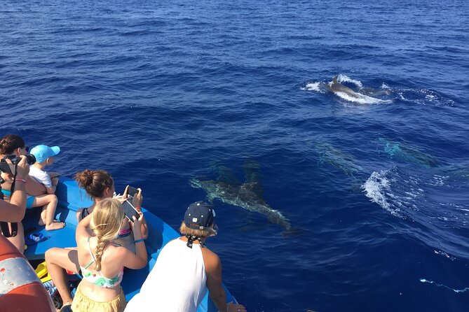 Fishing, Snorkelling & Dolphin Boat Tour - Encountering Dolphins