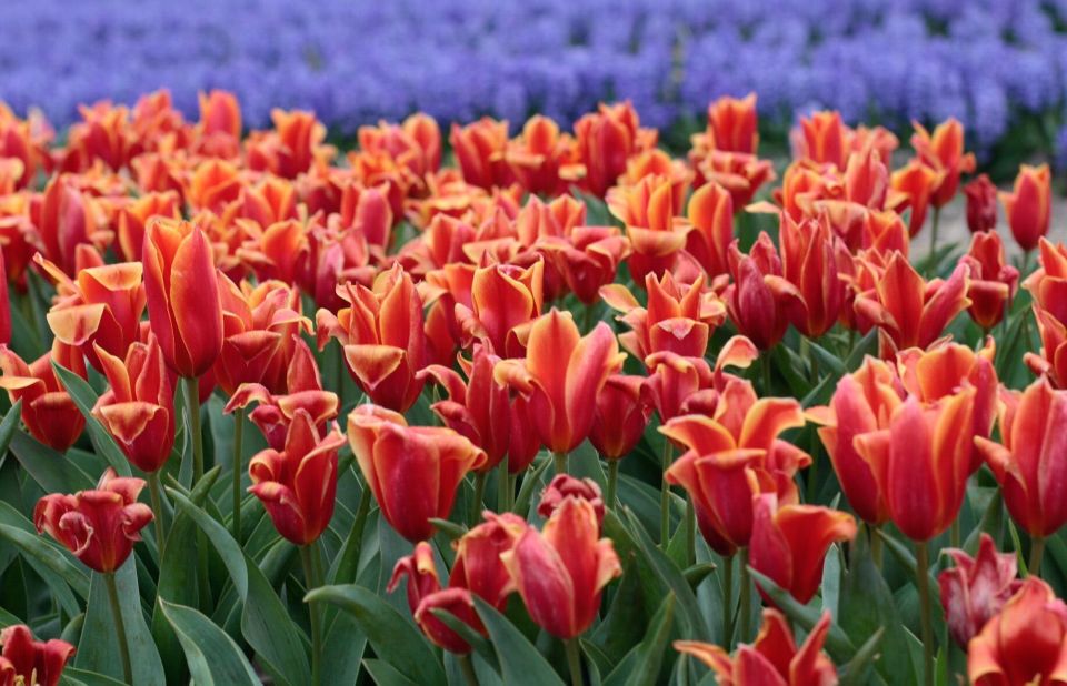 From Amsterdam: Tulip Fields of Holland Tour - Tour Inclusions