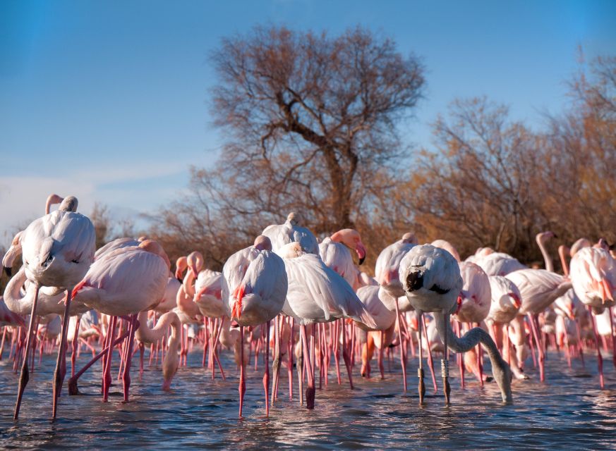 From Avignon: Camargue Tour With Pont De Gau Bird Park Entry - Camargue Landscapes