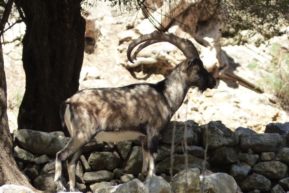 From Chania: Agia Irini Gorge Hike & Beach Relaxation - Important Considerations