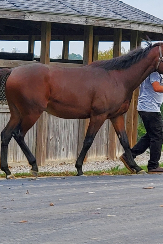 From Lexington: Kentucky Horse Farms Tour - Horse Interaction Opportunities