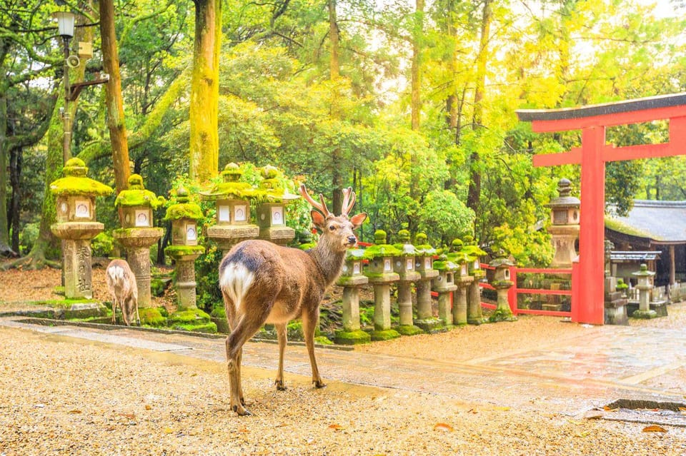 From Osaka to Kyoto and Nara Day Tour With Deer Sightings - Todai-ji Temple