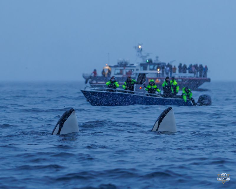 From Skjervøy: Whale Watching in a Heated Cabin Cruiser - Heated Cabin Cruiser