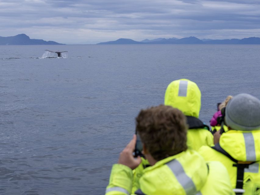 From Svolvaer: Whale Watching Day Trip to Andenes - What to Bring