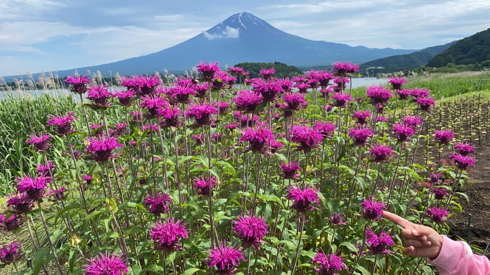 From Tokyo: Mt. Fuji Private Guided Day Tour English Guide - Cancellation and Refund Policy