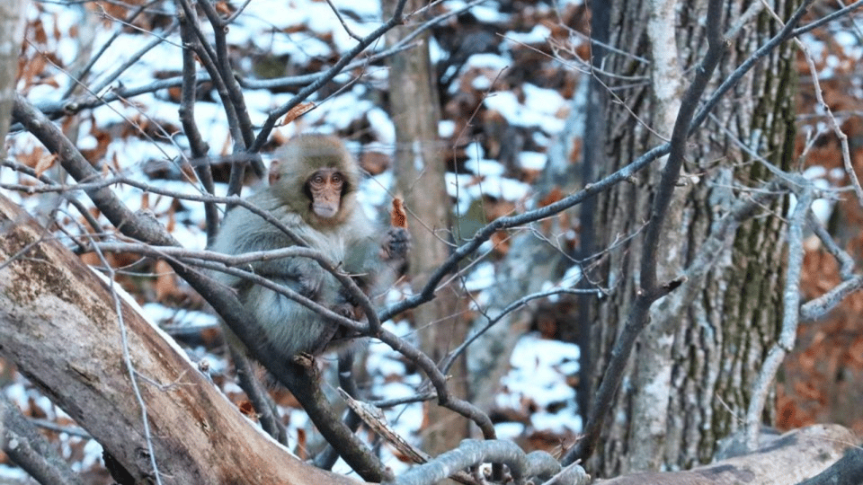 From Tokyo: Snow Monkey Park and Miso Production Day Tour - Scenic Travel