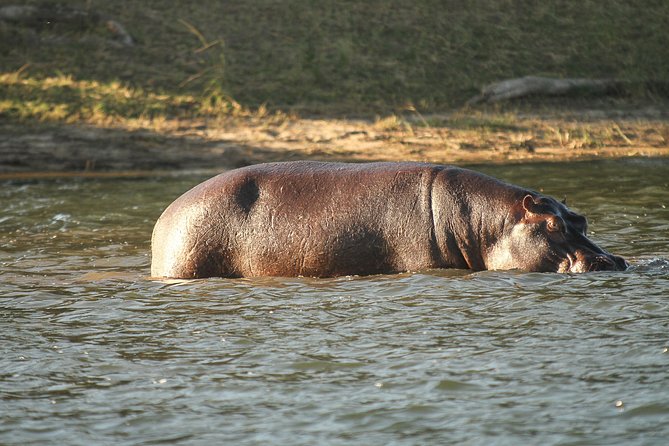 From Victoria Falls: Chobe National Park Small Group Tour - Park Fees