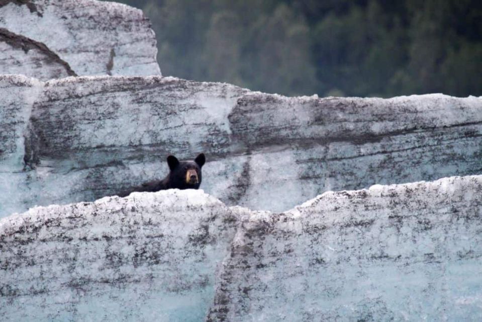 Girdwood: Bears, Trains, & Icebergs Tour - River Float and Glacial Lake Paddle