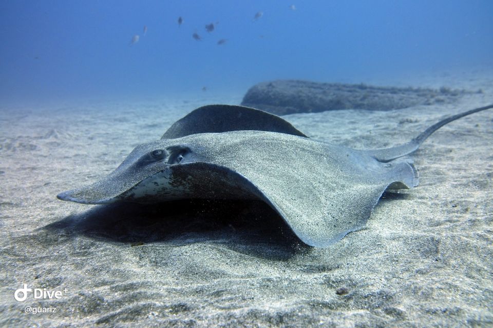 Gran Canaria: Try Scuba Diving for Beginners - Preparing for Your Dive