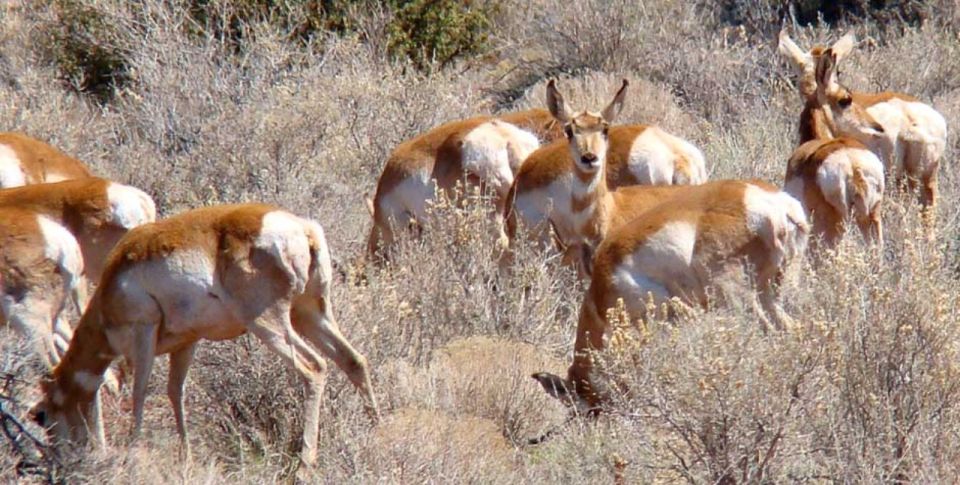 Grand Canyon: Morning Off-Road Safari With Skip the Gate - Accessibility and Exclusivity