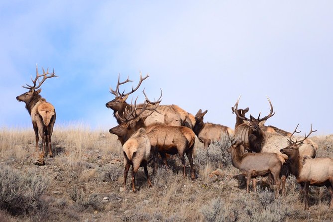 Grand Teton Wildlife Safari in a Enclosed or Open-Air Vehicle (Season Dependent) - Cancellation Policy Considerations