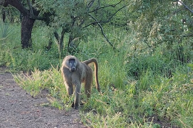 Half-Day Nature Walk in Mosi-Oa-Tunya National Park From Livingstone - Customer Reviews