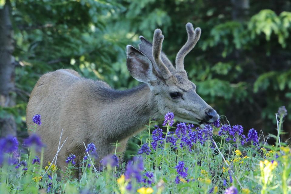 Half-Day RMNP Lakes and Meadows Tour-RMNPhotographer - Customer Reviews