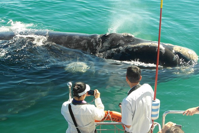 Hermanus Whale Watching Boat Trip With Shared Transfers From Cape Town - Scenic Views and Organization