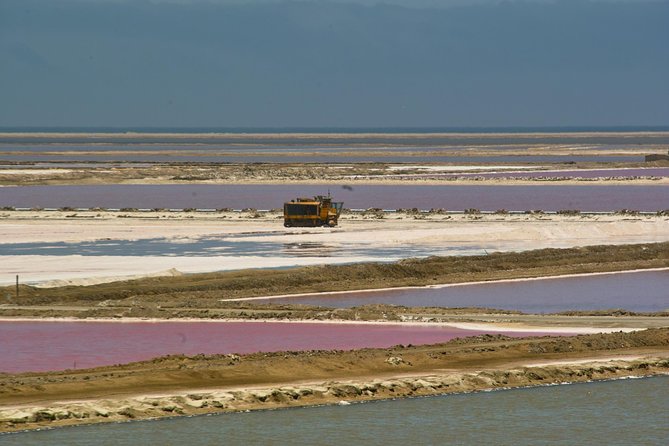 Highlights of Walvis Bay Guided 1/2 Day Tour (Shore Excursion) - Customer Feedback