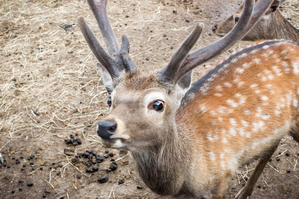 Hokkaido Asahiyama Zoo Tour With Melon Buffet Option - Important Information