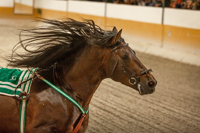 Horse and Flamenco Show in Malaga With Dinner - Highlights and Experiences