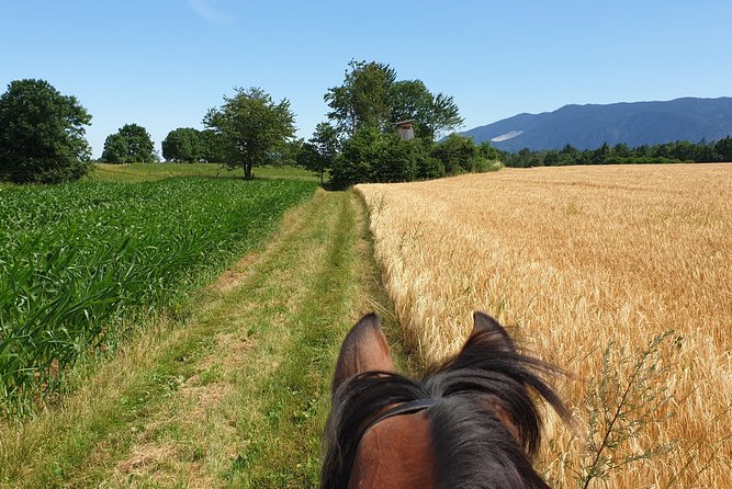 Horseback Riding In Bled - Confirmation and Availability