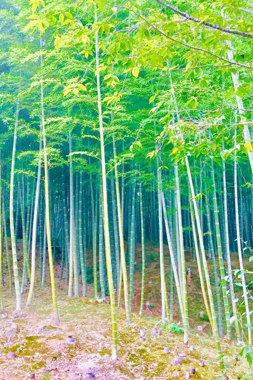 Kyoto, Arashiyama: Bamboo Grove Half-Day Private Guided Tour - Pickup and Drop-off Locations