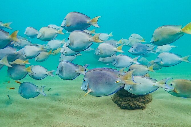 Learn to Snorkel for Families W Children in San Juan, Puerto Rico - Multimedia Capture of the Experience