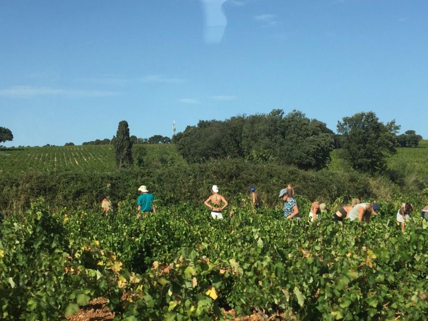 Marseille: Avignon and Côtes Du Rhône Wine Tasting Tour - Accessibility and Group Size