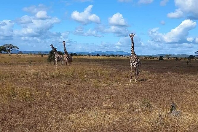 Mikumi National Park Day Trip - Additional Tour Information