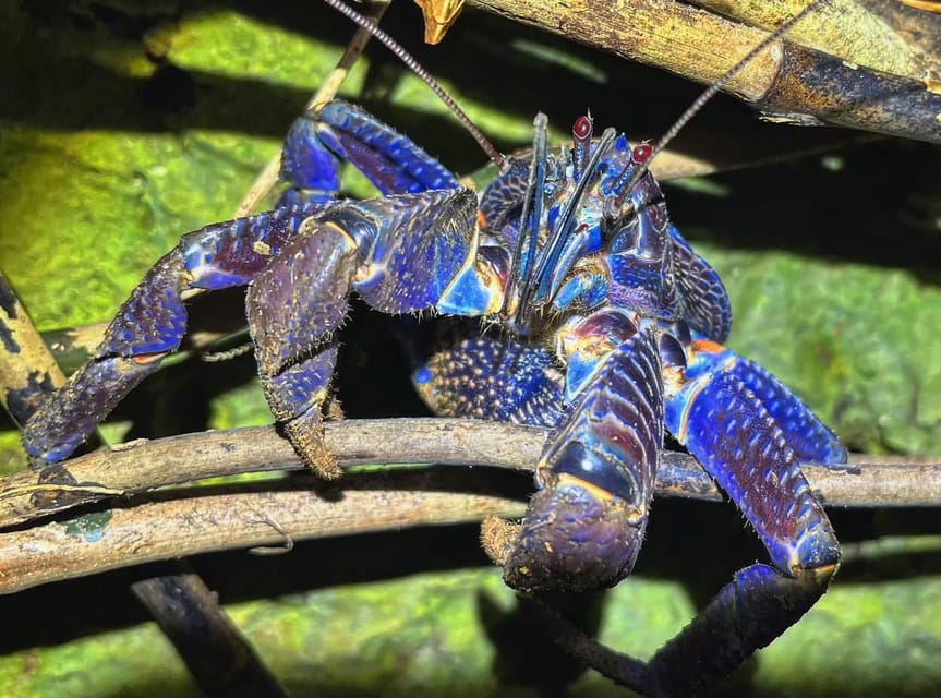 Miyako Island: Stars & Jungle Night Walking Tour - Wildlife and Stargazing Disclaimer