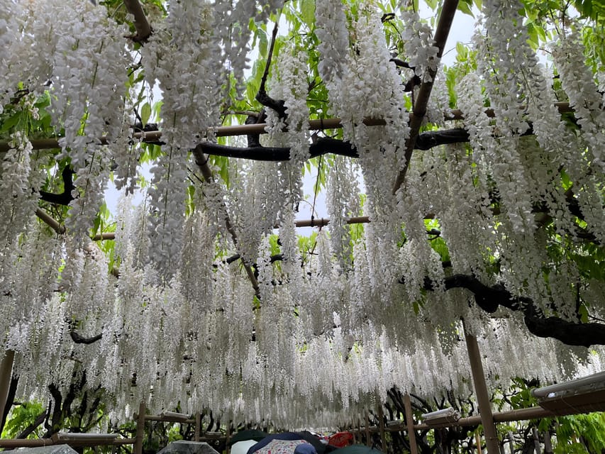 Most Beautiful Great Wisteria in the World - Cancellation and Payment Options