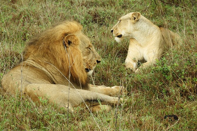 Nairobi National Park Drive (Small Group Tour) - Pickup and Drop-off