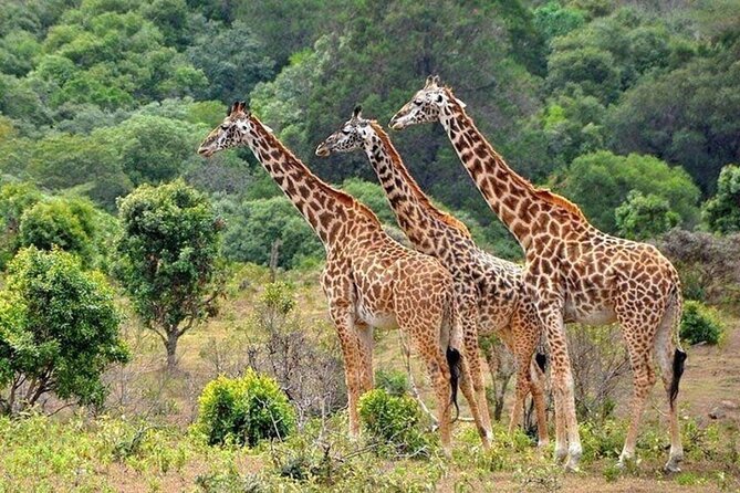 Nairobi National Park Safari With a Visit to Giraffe Center. - Booking and Cancellation