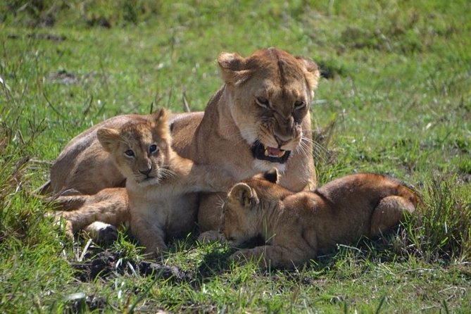 Nairobi National Park Tour - Additional Information