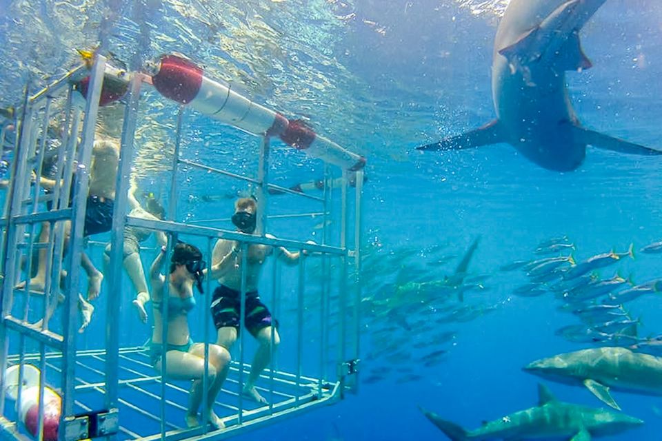 Oahu: Shark Cage Dive on the North Shore - Staying Safe in the Shark Cage