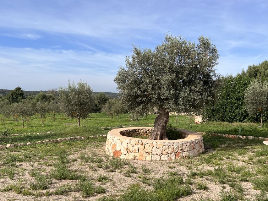 Olive Plant and Mill Visit and Tasting - Recognizing Extra Virgin Olive Oil