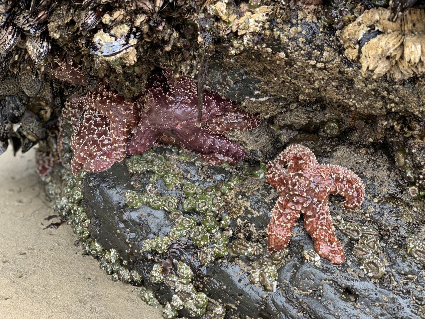 Oregon Coast Day Tour: Cannon Beach and Haystack Rock - Cannon Beach