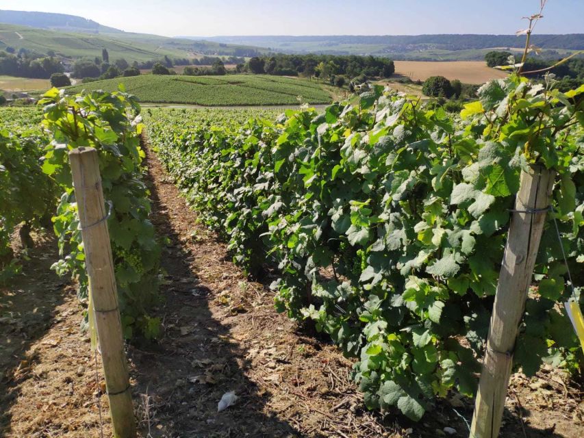 Paris: Private Epernay Trip With Champagne Vineyard Tastings - Lunch in a Local Restaurant