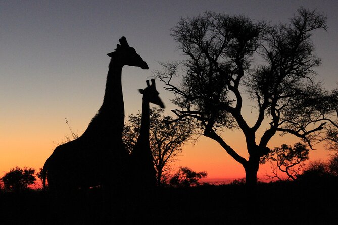 Private Game Drive Safari in Hoedspruit - Tour Accessibility and Additional Info