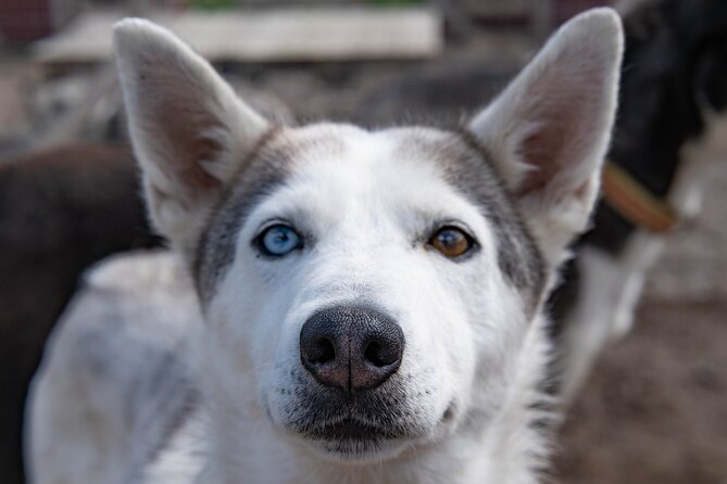 Private Kennel Visit and ATV Tour With the Huskies - Additional Information