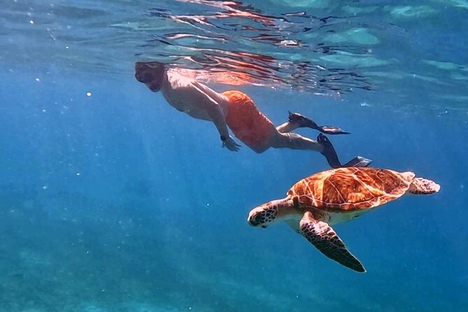 Private Turtle Spotting Snorkeling Excursion in Aruba - Recommendations for Families and Repeat Visitors