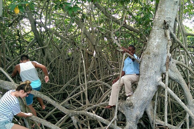 [PRIVATE] YS Falls, Black River, Pelican Bar - Entrance & Lunch - Booking Details