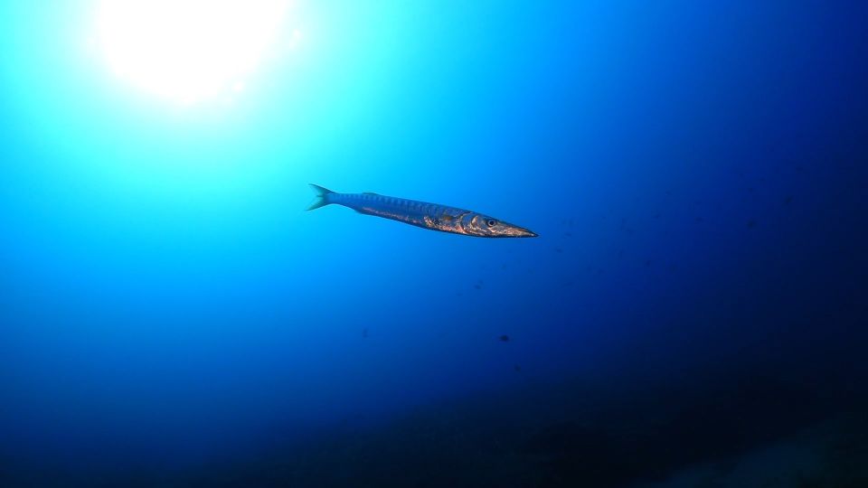 Puerto Del Carmen: Try Scuba Diving From the Beach - Booking Process