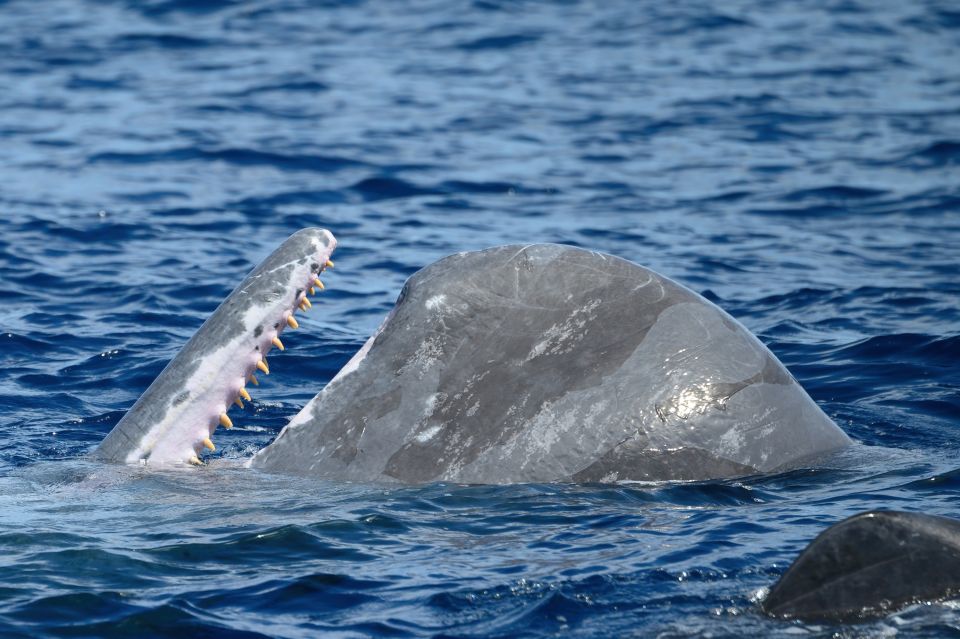 Rabo De Peixe: Sperm Whale Sanctuary Expedition - Encounter Sperm Whales