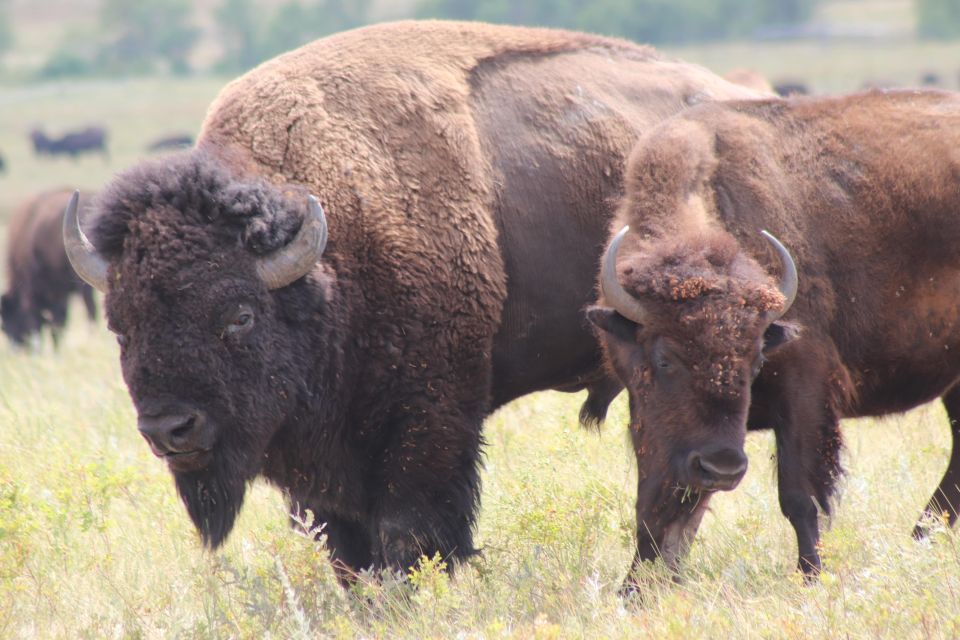 Rapid City: Mt Rushmore Custer State Park & Crazy Horse - Learning About the Crazy Horse Memorial