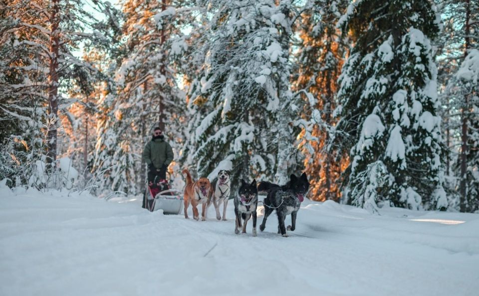 Rovaniemi: Husky Safari Tour & 6-10 Km Self-Driving Mushing - Cancellation and Refund Policy