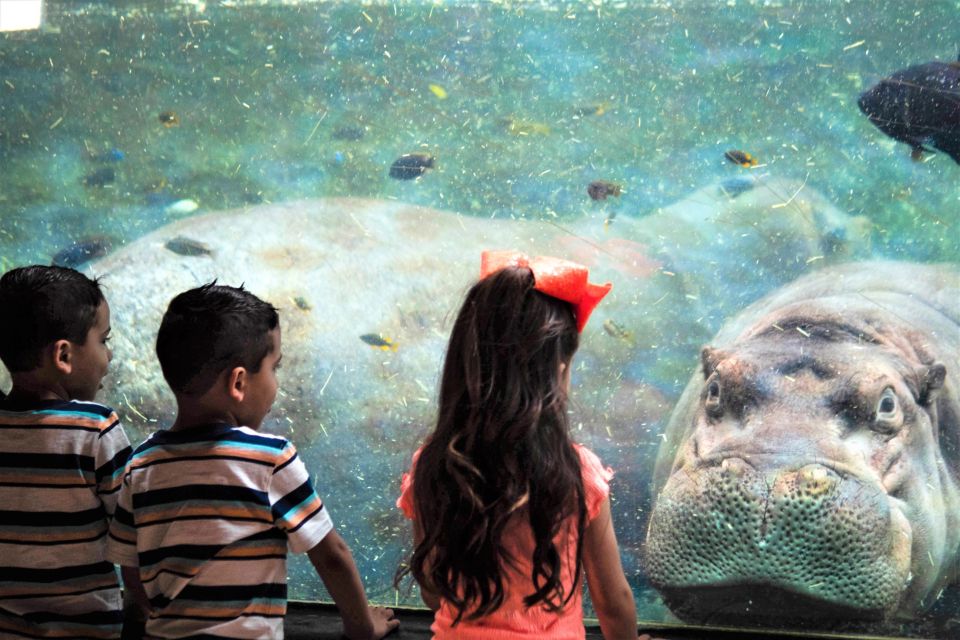 San Antonio: San Antonio Zoo Any Day Ticket - What to Expect