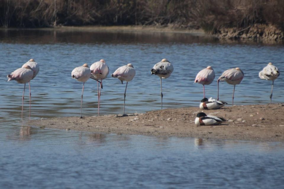 See Albufera Lake +City of Arts and Sciences on a Bike Tour - Booking and Cancellation Policies