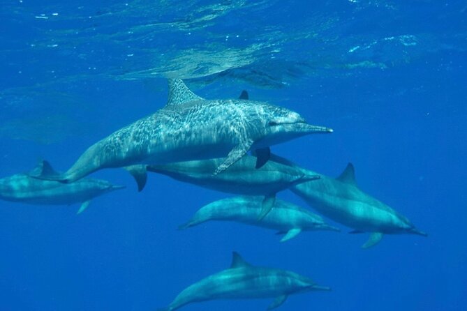 Sharm El-Sheikh: Royal Seascope Submarine Cruise in With Pickup - Family-Friendly Submarine Adventure