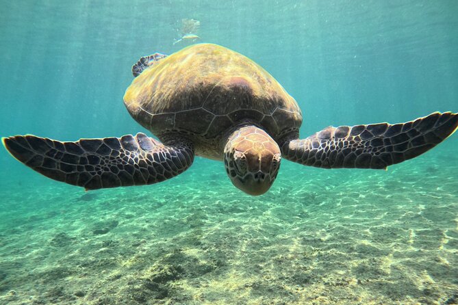 Snorkeling Experience at Ad Daymaniyat Islands in Muscat - Guides Accommodation and Engagement