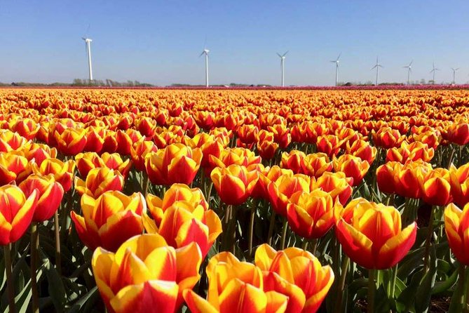 Springtime Private Tour to Keukenhof, Tulip Fields and Windmills - Overall Impression